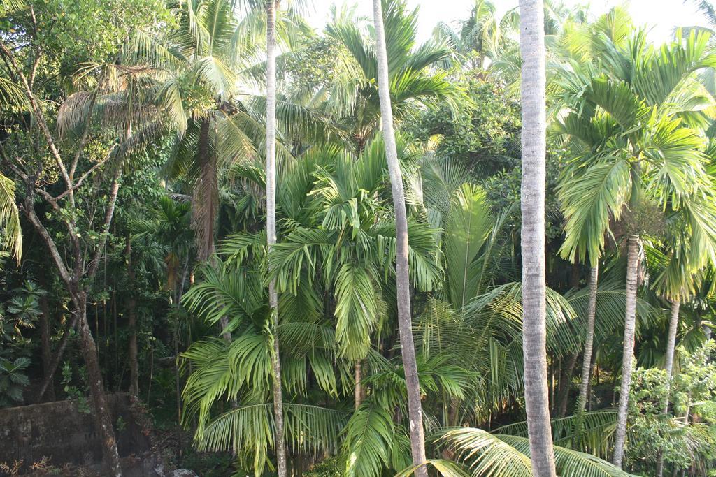 Greenview Homestay Kochi 客房 照片